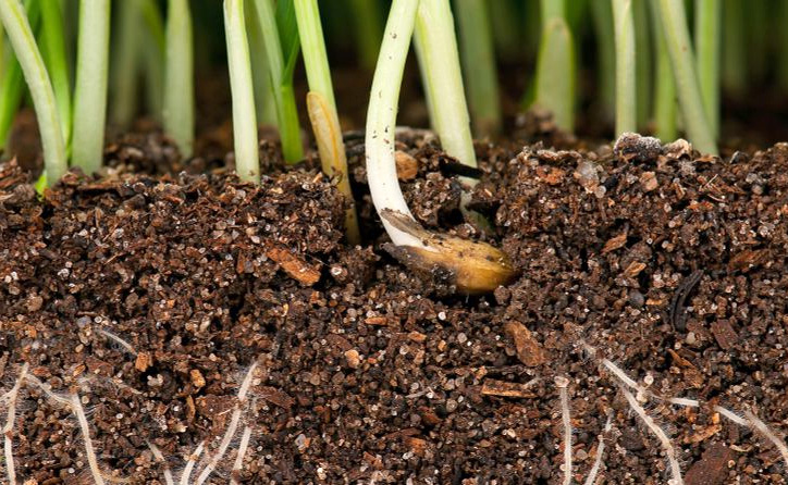 Optimizing Soil Health